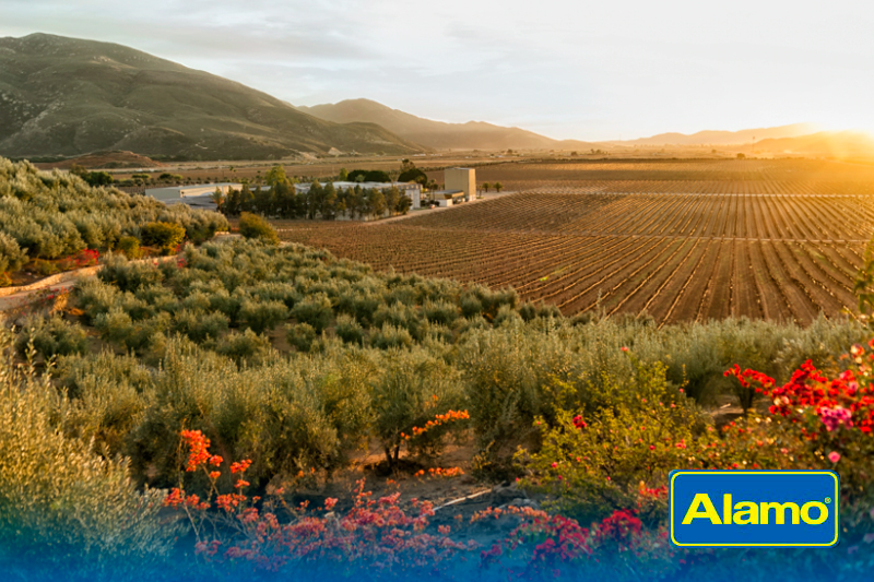 Rentar un auto para descubrir Valle de Guadalupe